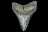 Fossil Megalodon Tooth - Georgia #105007-1